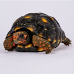 Jabuti piranga - Red-footed tortoise