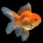 Kinguio - Goldfish