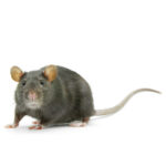 Rato twister - Fancy rat