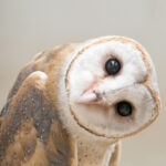 Suindara - Barn owl